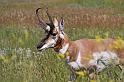 135 custer state park, pronghorn
